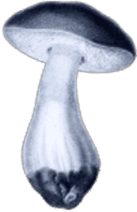 microdosing mushroom 1 - Blog