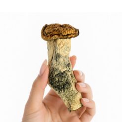 Blue Palaski - Dried Mushrooms