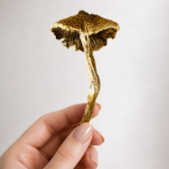 Golden Teacher - Dried Mushrooms