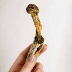 Vietnamese - Dried Mushrooms
